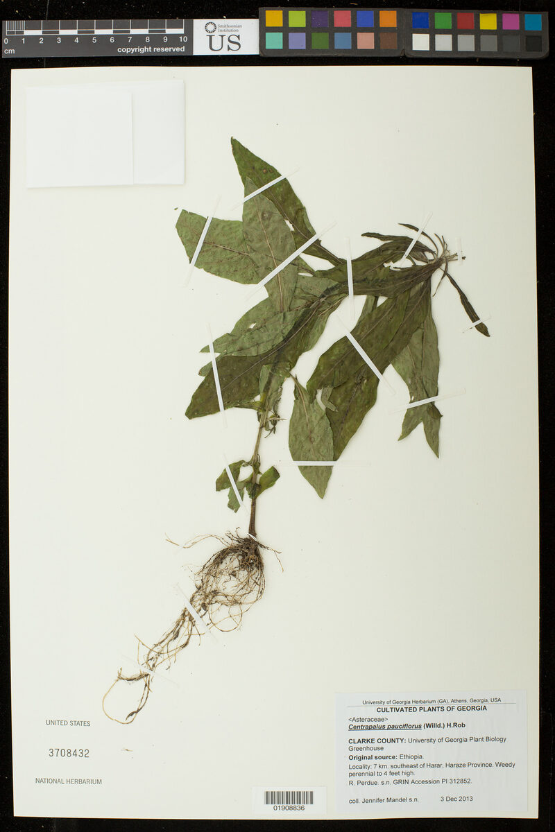 Centrapalus pauciflorus