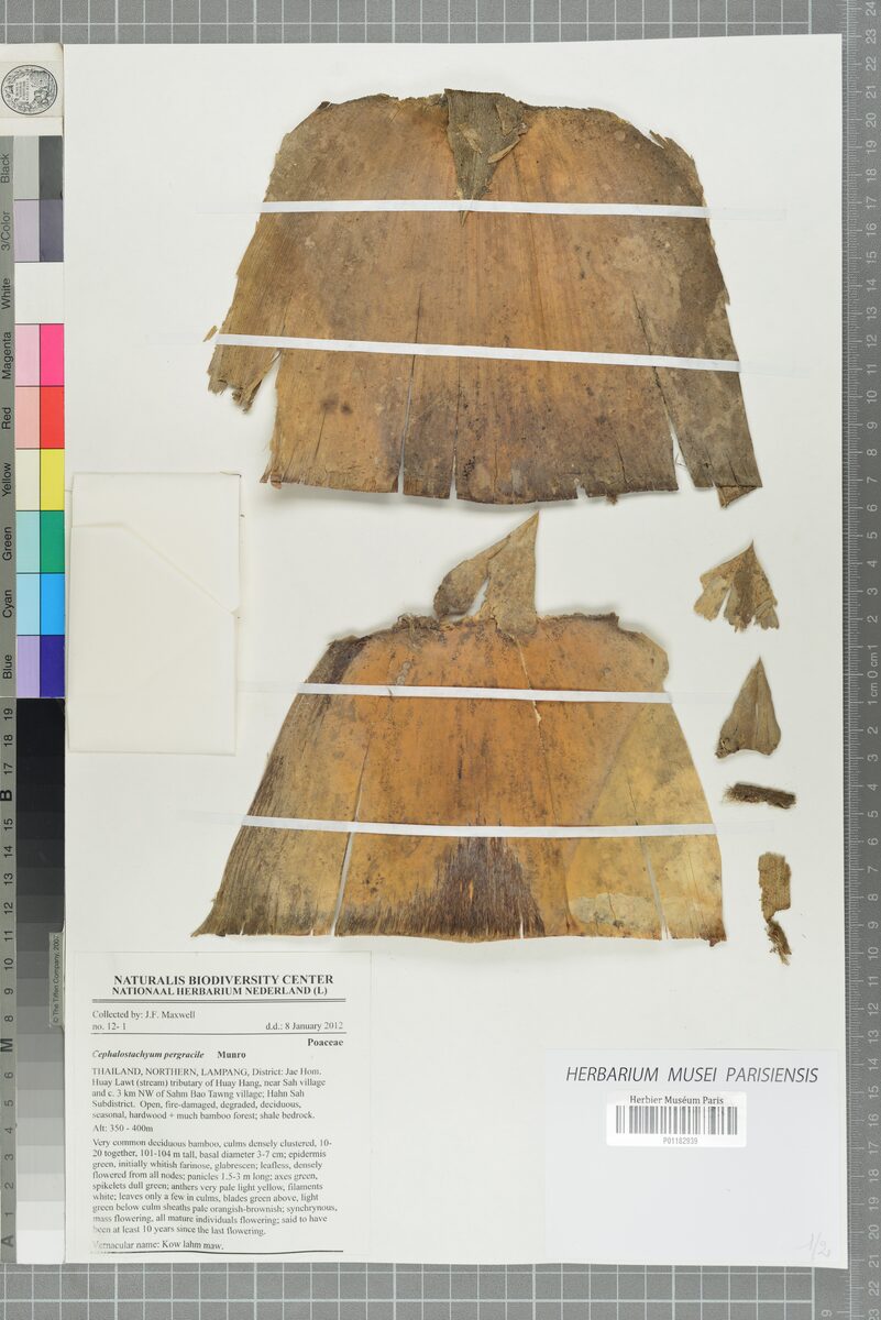 Cephalostachyum pergracile (Tinwa Bamboo) — photo