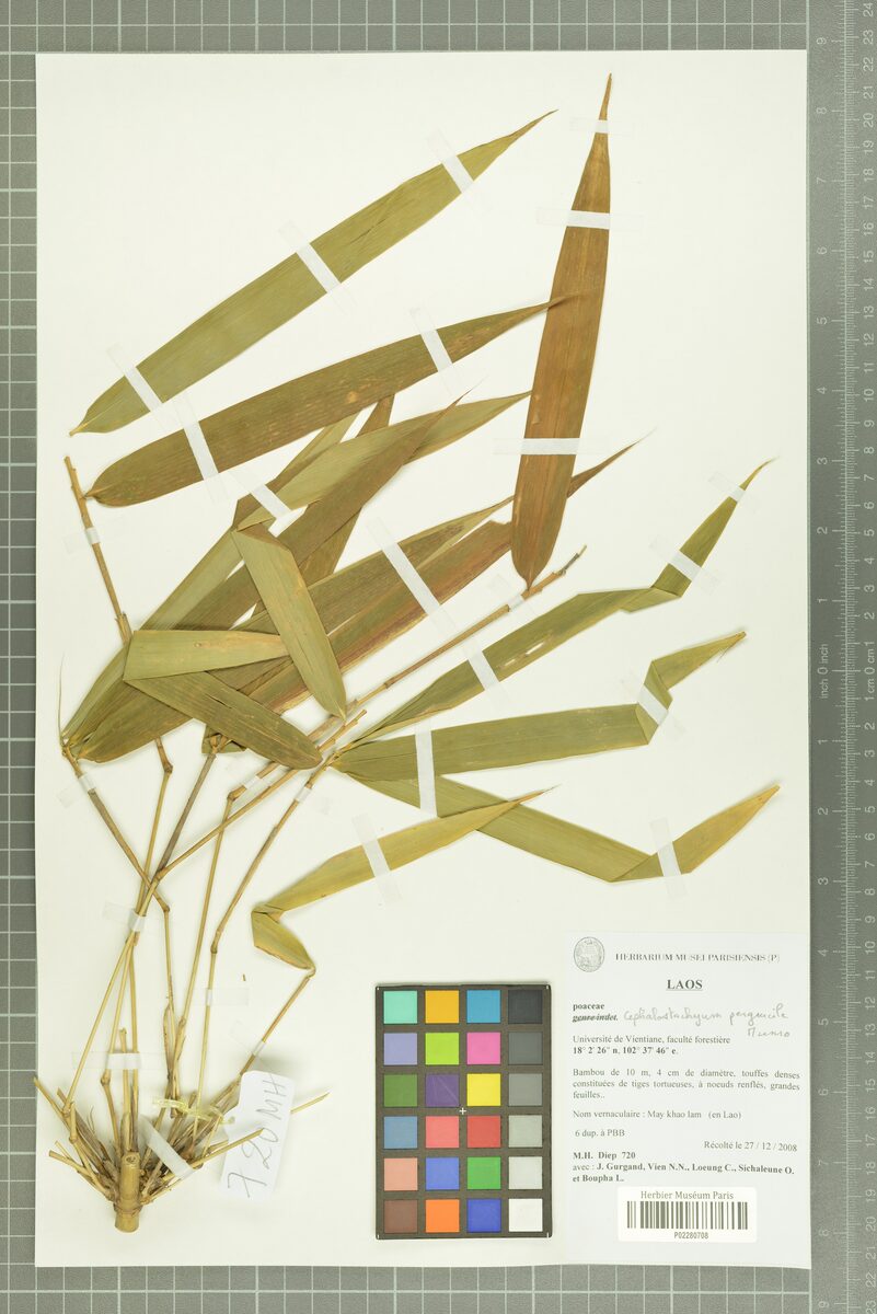 Cephalostachyum pergracile (Tinwa Bamboo) — photo
