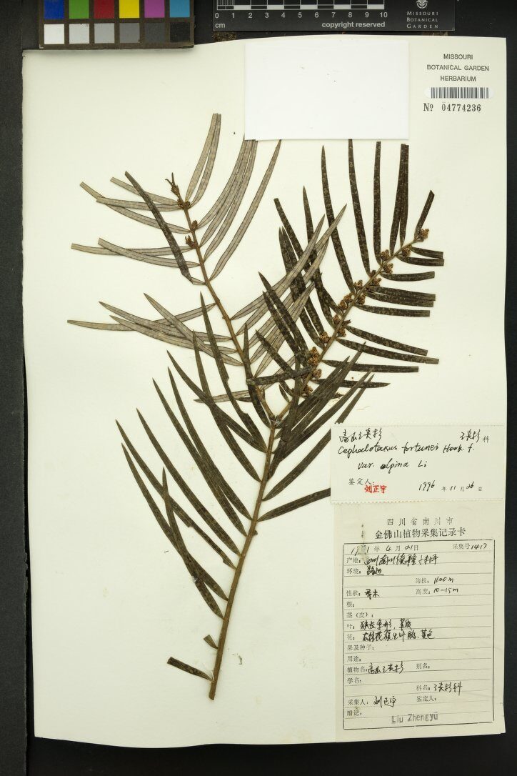 Cephalotaxus fortunei var. alpina — photo