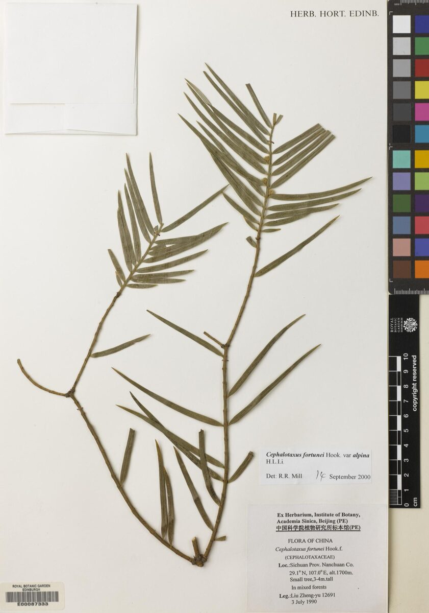 Cephalotaxus fortunei var. alpina — photo