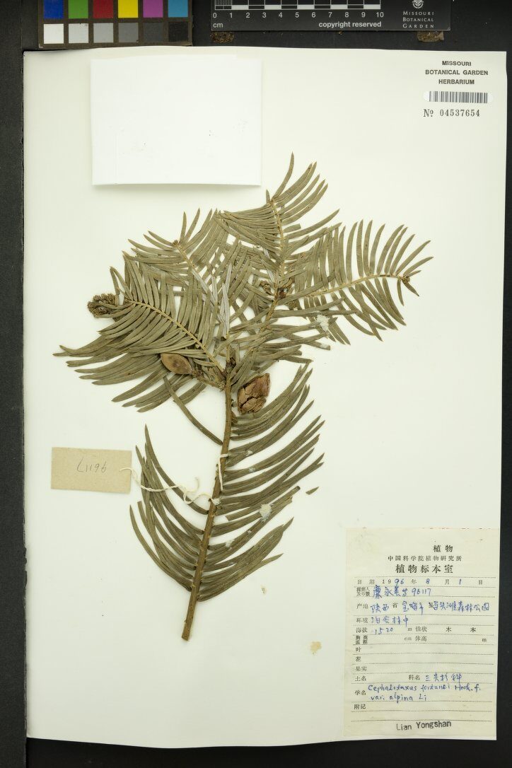 Cephalotaxus fortunei var. alpina