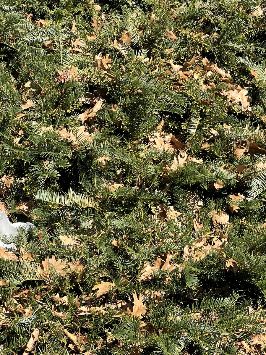 Cephalotaxus harringtonia - (Knight. ex J.Forbes.)K.Koch. (Japanese Plum Yew) — photo