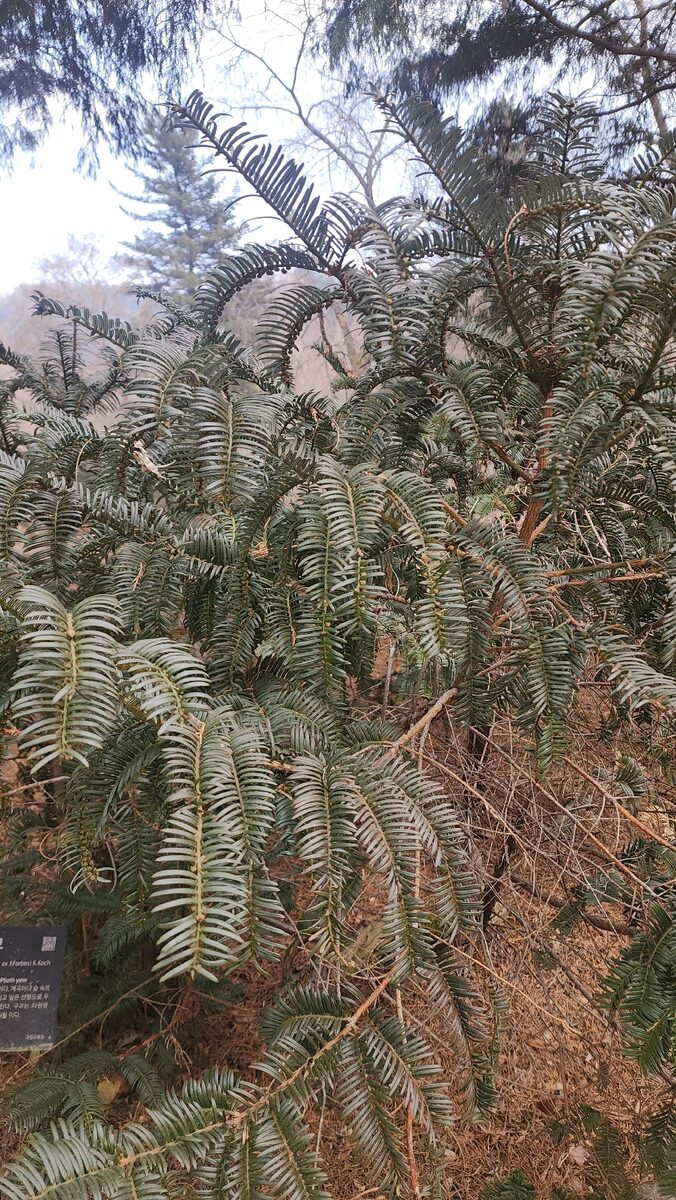 Cephalotaxus harringtonia - (Knight. ex J.Forbes.)K.Koch. (Japanese Plum Yew) — photo