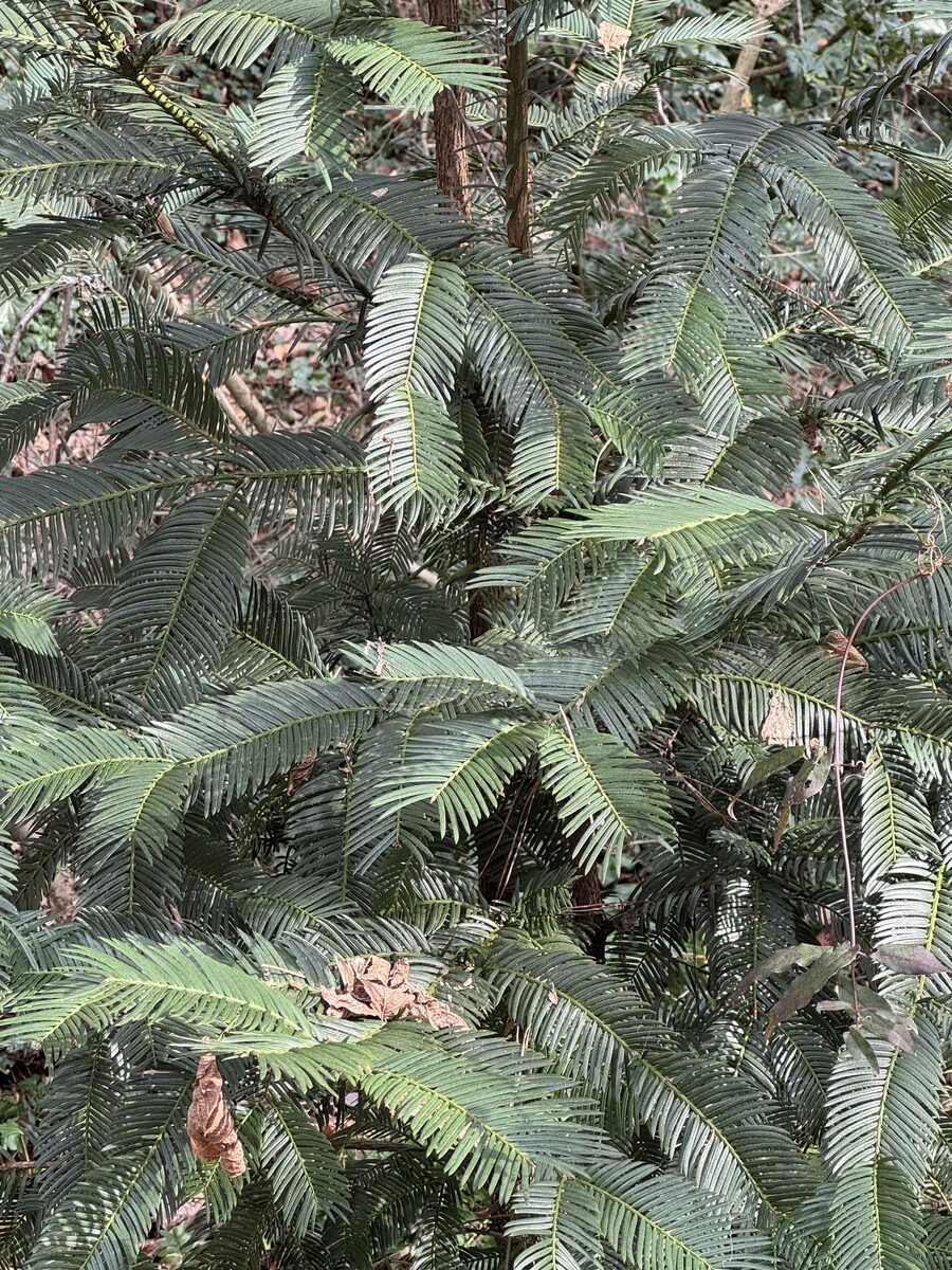 Cephalotaxaceae