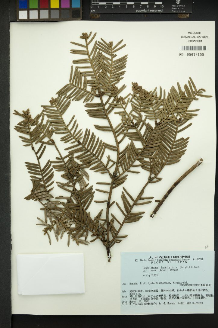 Cephalotaxus harringtonia nana - (Nakai.)Rehder. (Japanese Plum Yew) — photo