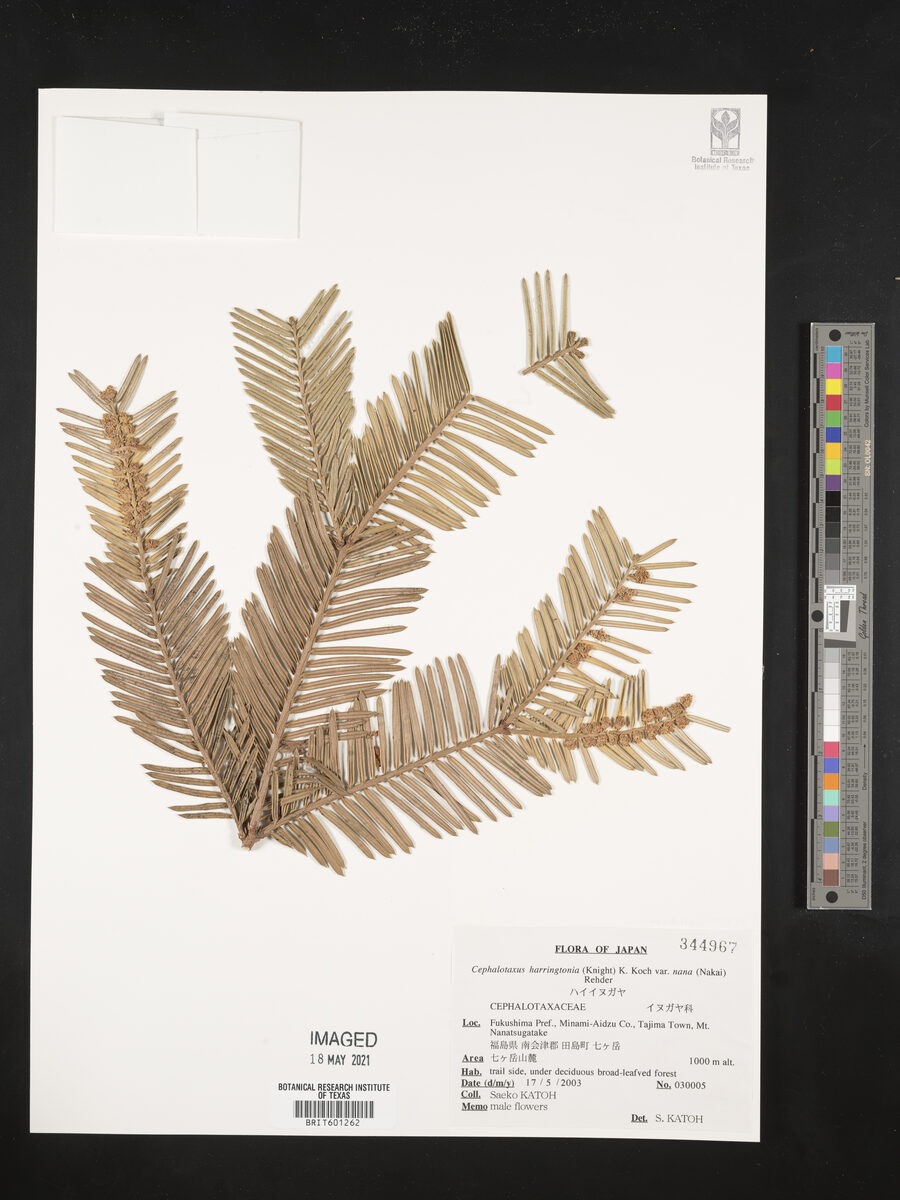 Cephalotaxus harringtonia nana - (Nakai.)Rehder.