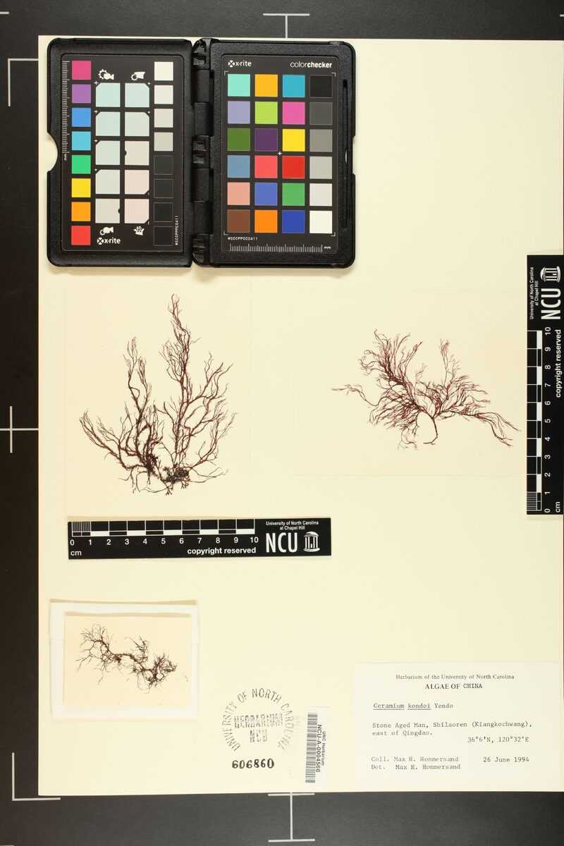 Ceramium kondoi — photo