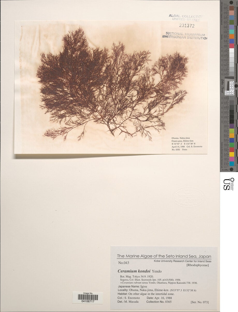 Ceramium kondoi — photo