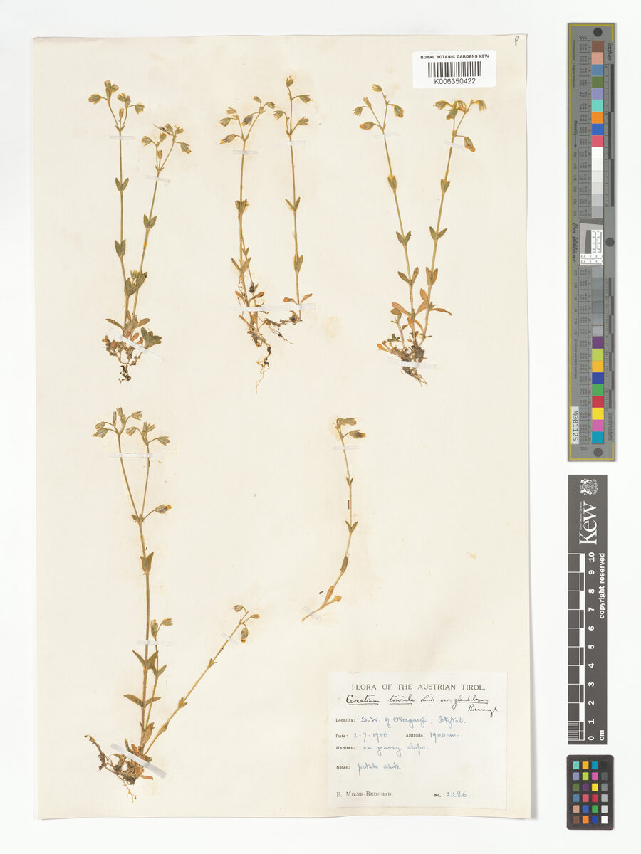 Cerastium triviale var. glandulosum