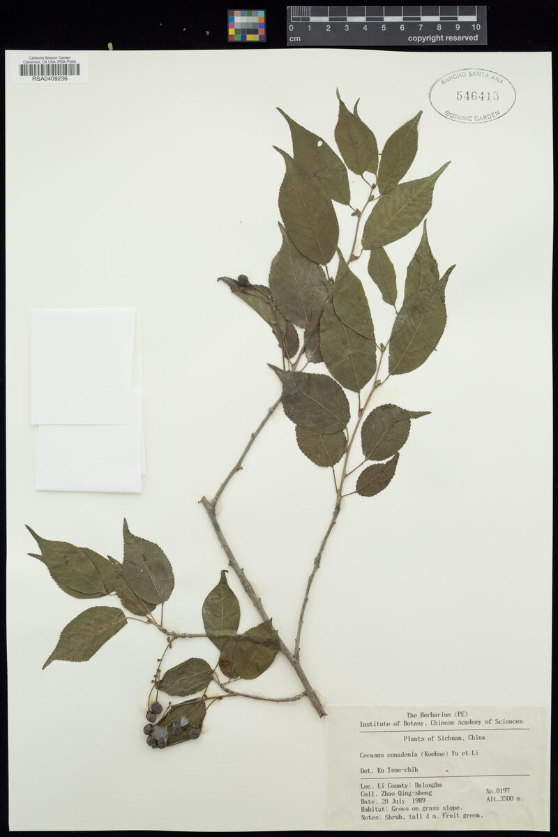 Cerasus conadenia — photo