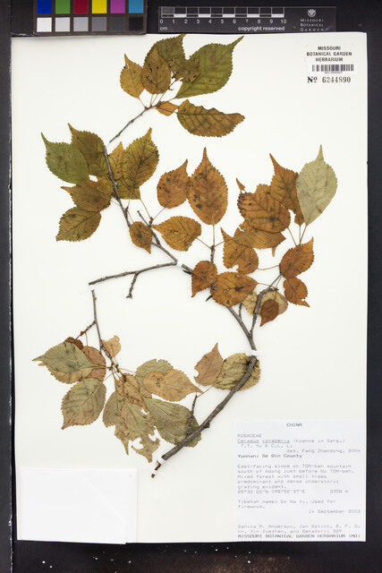Cerasus conadenia