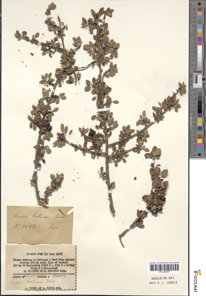 Cerasus tortuosa — photo