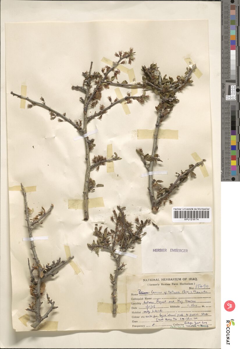 Cerasus tortuosa — photo