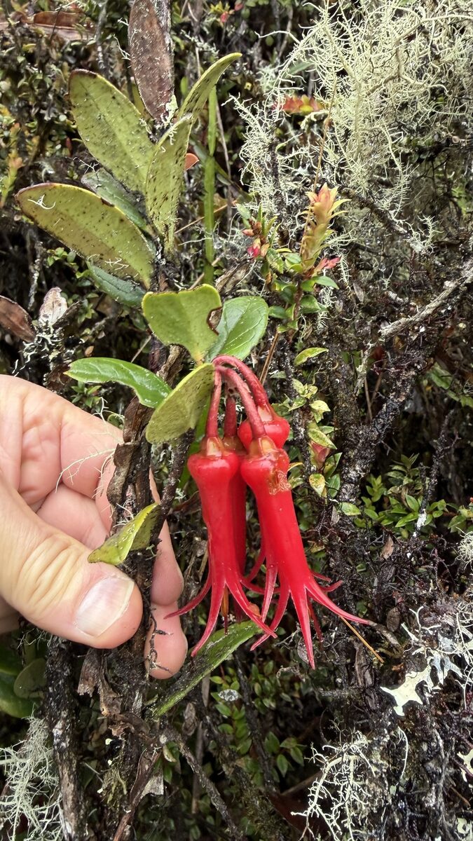 Ceratostema sp nov. (Salapa blanca grande) — photo