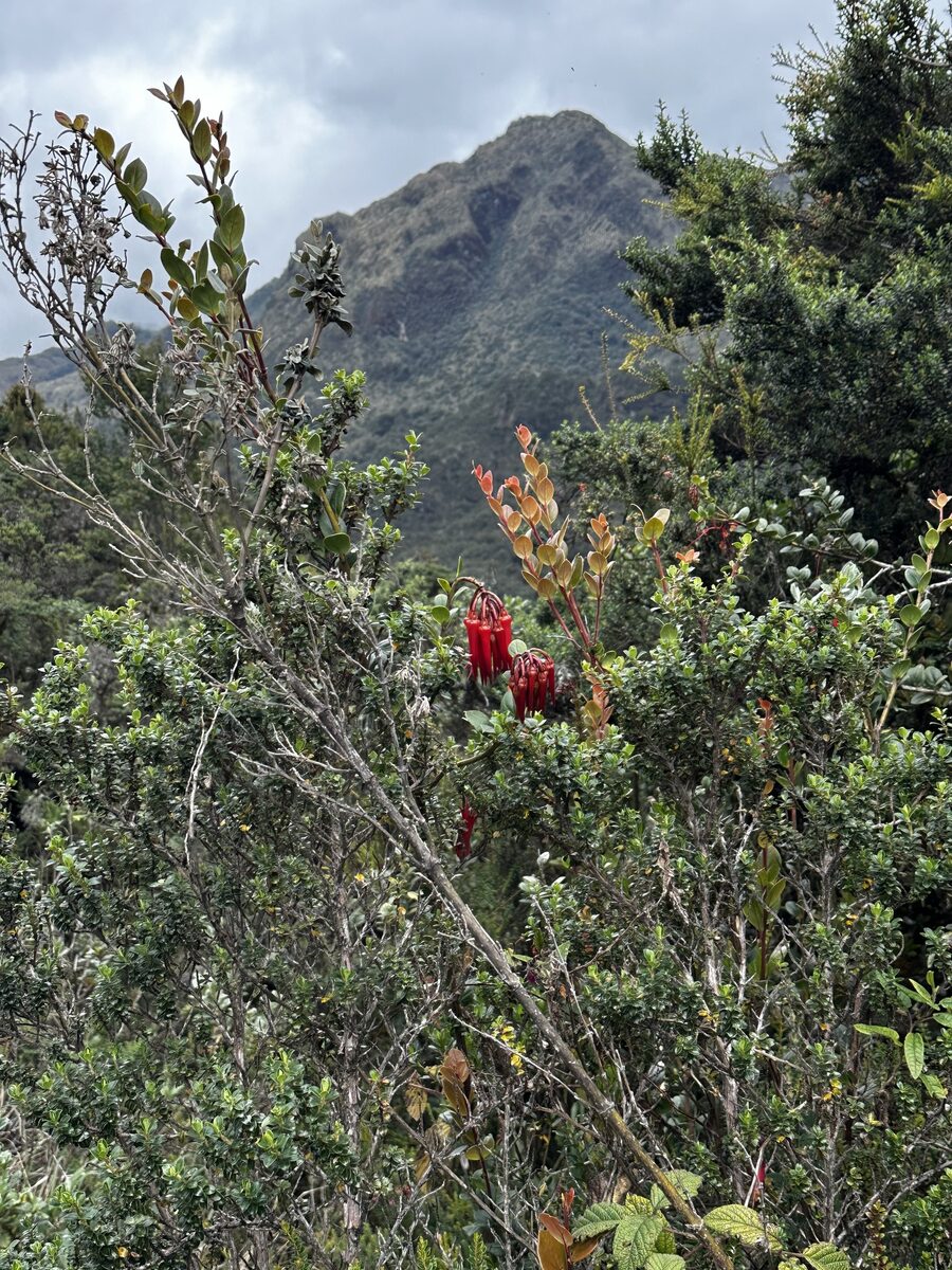 Ceratostema sp nov. (Salapa blanca grande) — photo