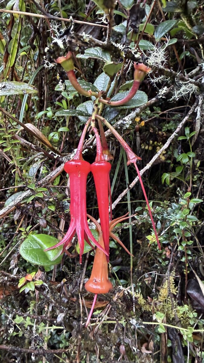 Ceratostema sp nov.