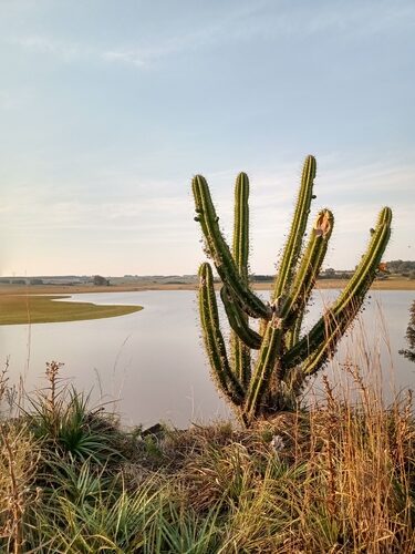 Cereus hildmannianus (Hildmania cactus) — photo