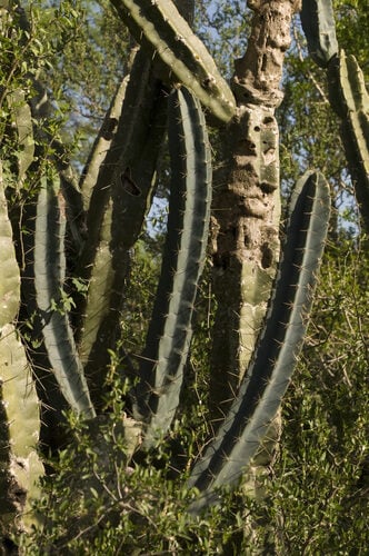 Cereus hildmannianus (Hildmania cactus) — photo