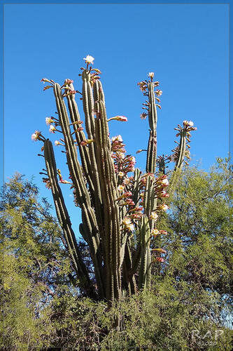 Cereus hildmannianus