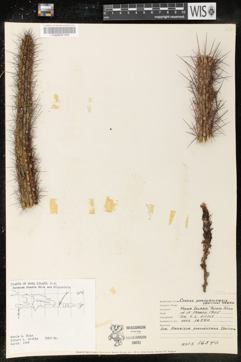 Cereus portoricensis