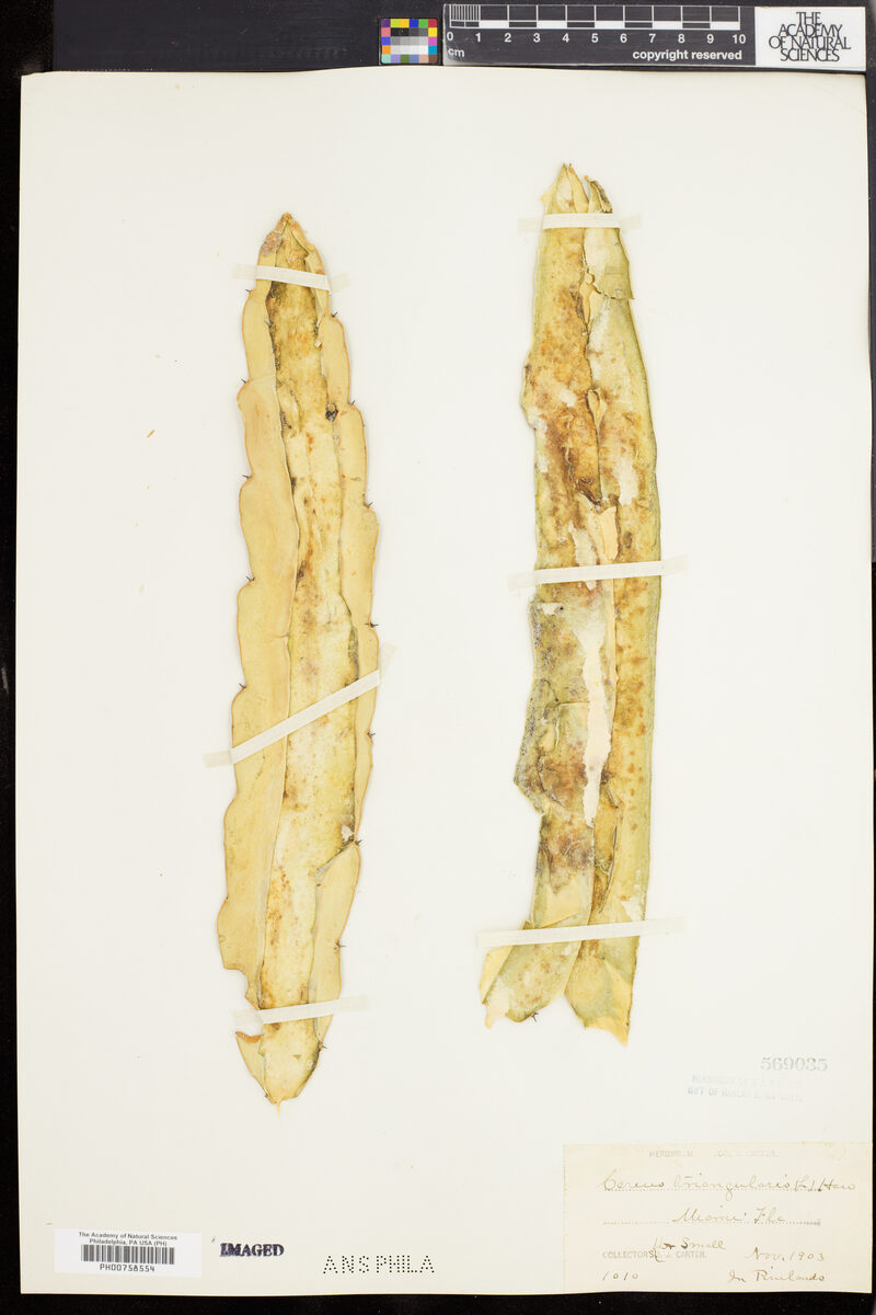 Cereus triangularis