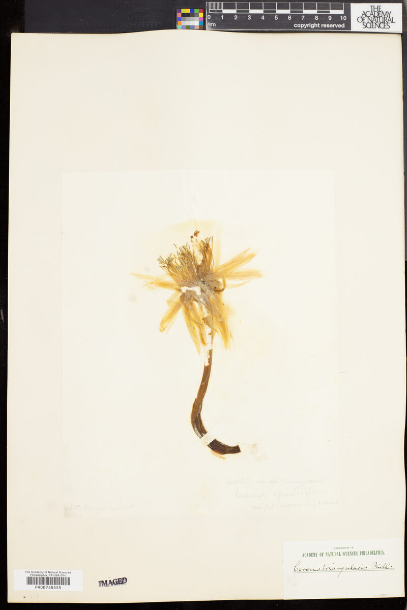 Cereus triangularis — photo