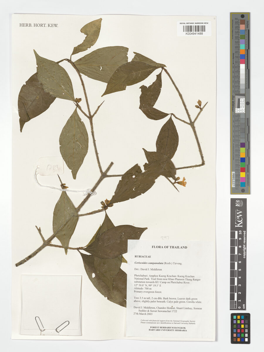 Ceriscoides campanulata (Bitmara) — photo