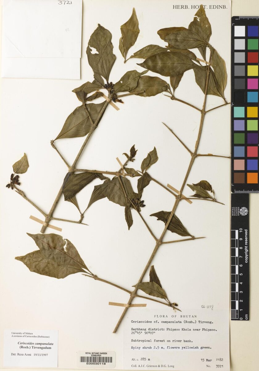 Ceriscoides campanulata (Bitmara) — photo