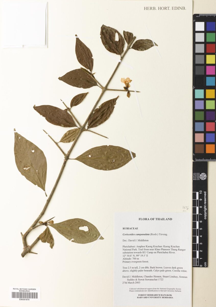 Ceriscoides campanulata