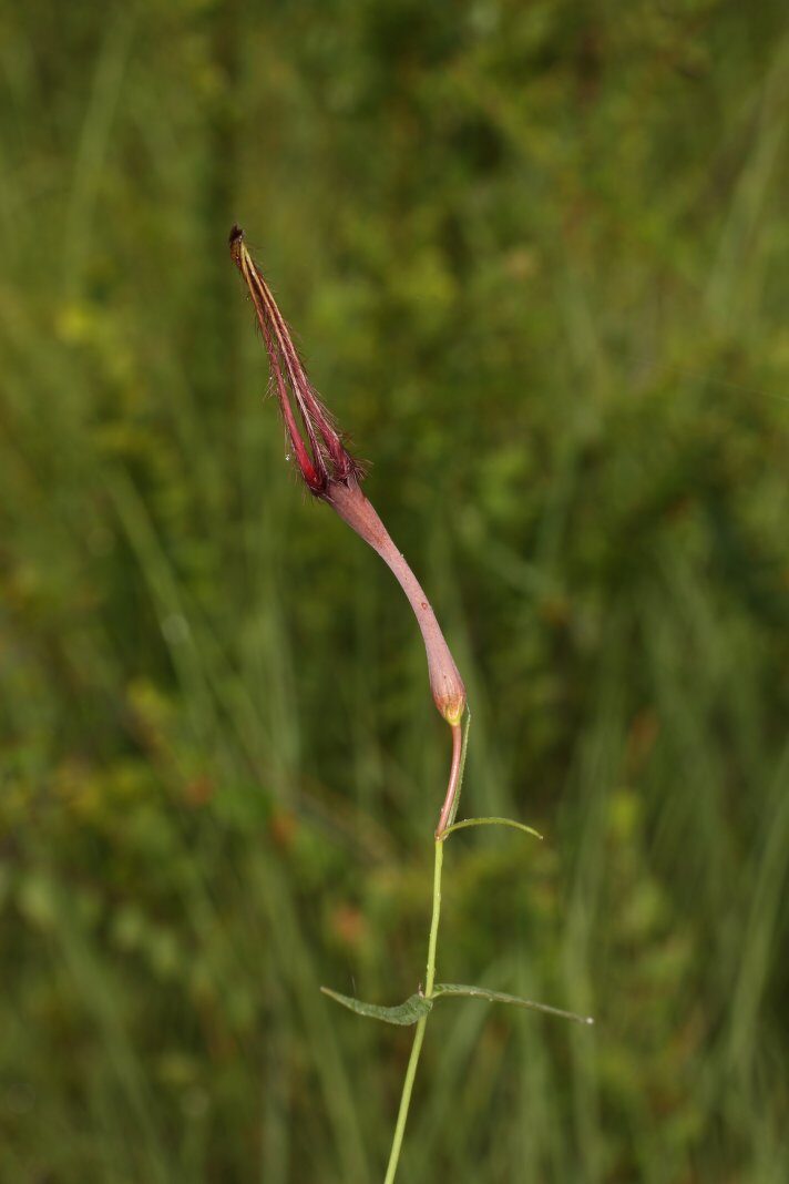 Ceropegia campanulata — photo