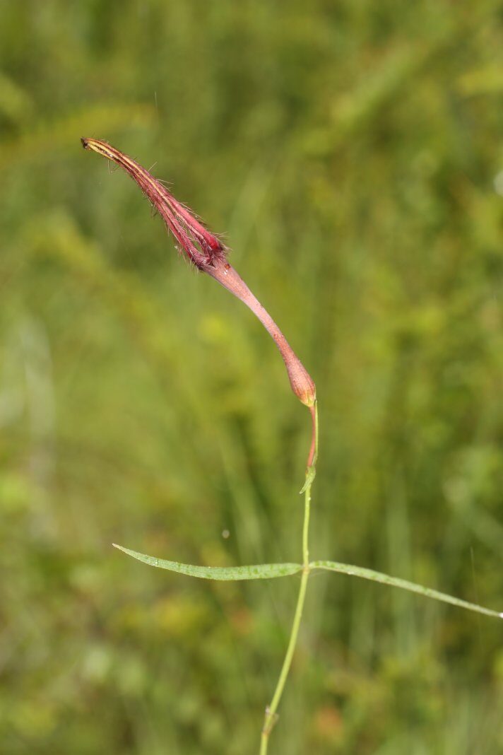 Ceropegia campanulata — photo