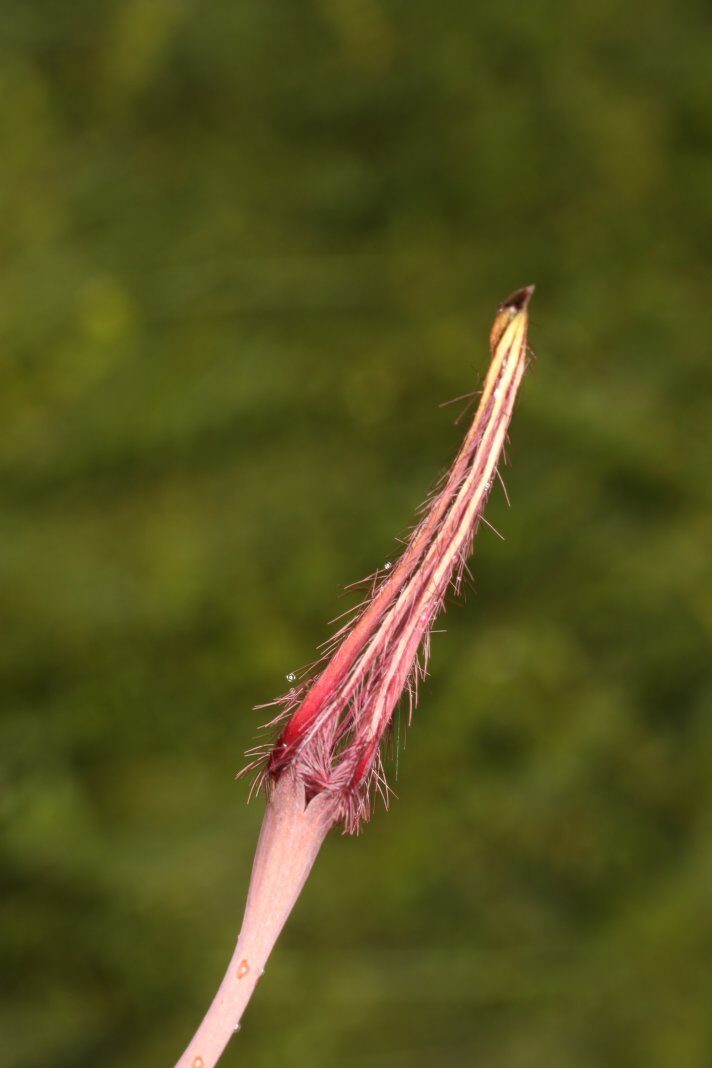 Ceropegia campanulata