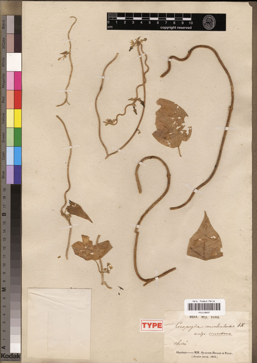 Ceropegia convolvuloides — photo