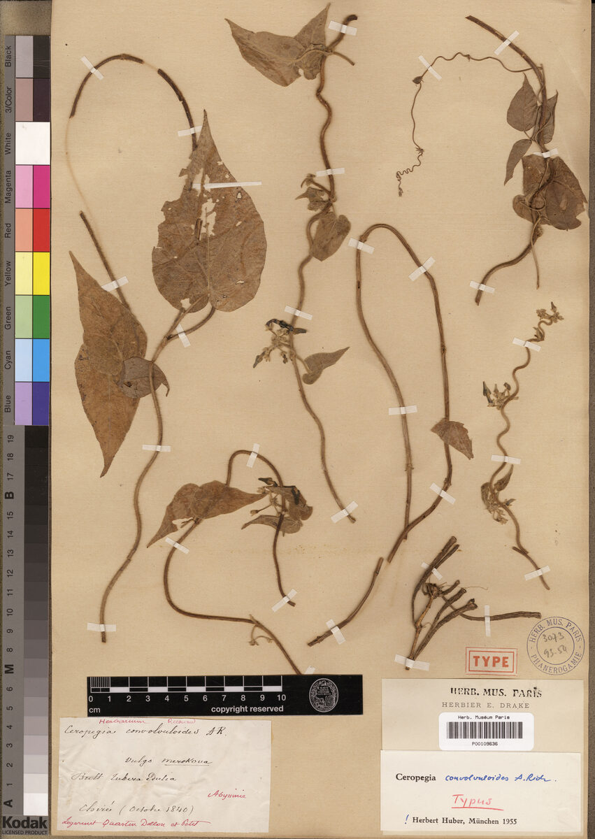 Ceropegia convolvuloides — photo