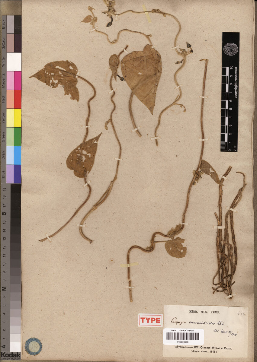 Ceropegia convolvuloides