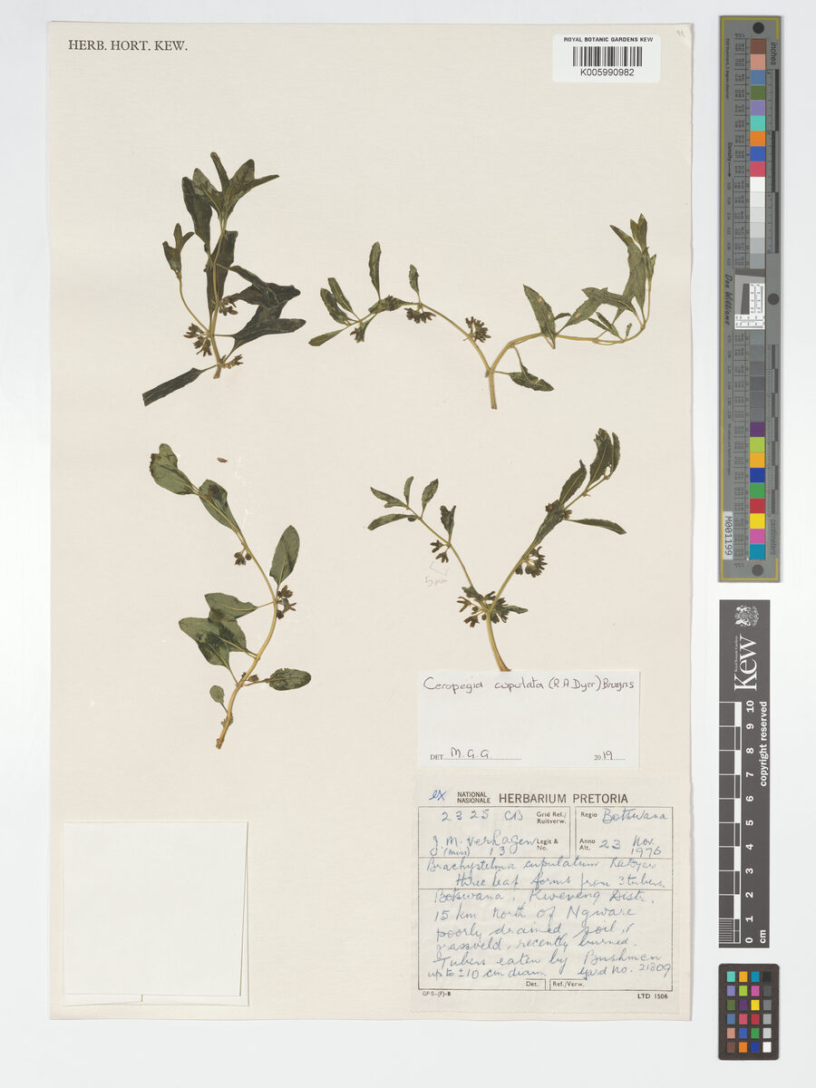 Ceropegia cupulata — photo