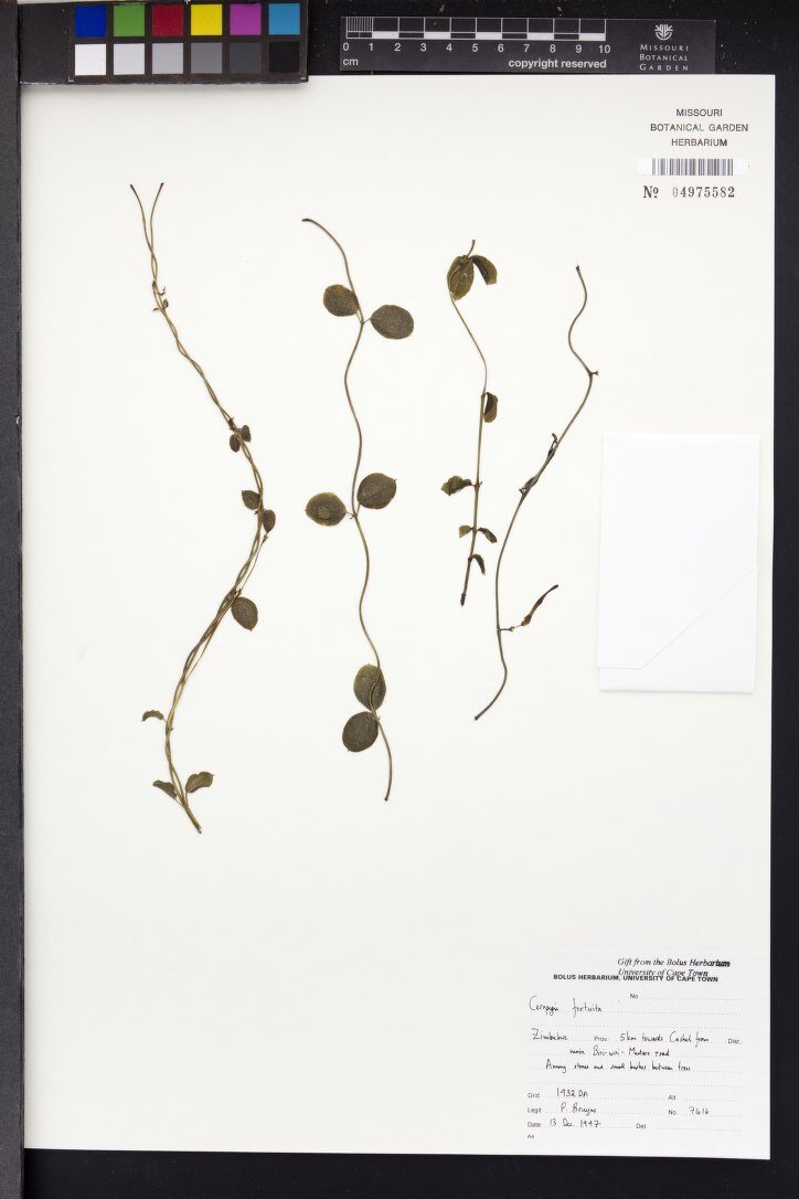 Ceropegia fortuita — photo