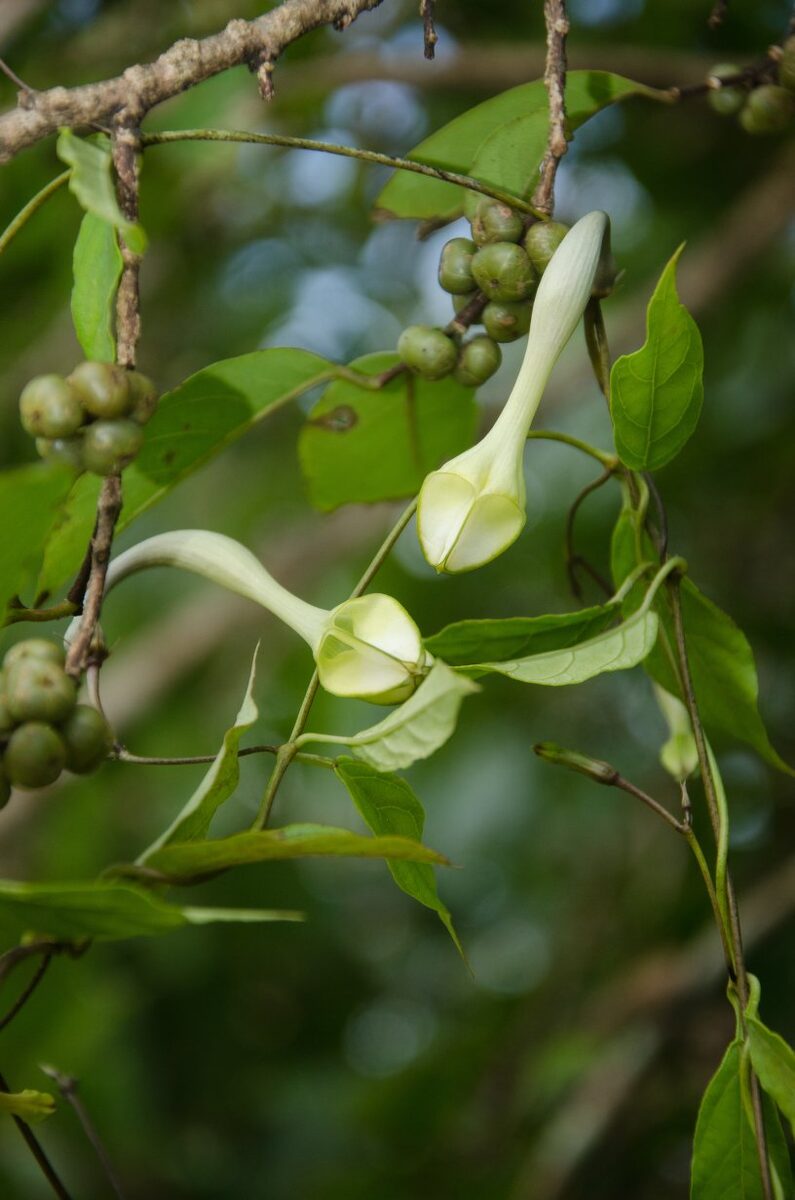 Ceropegia fusiformis — photo