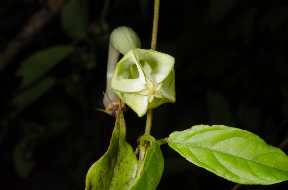 Ceropegia fusiformis — photo
