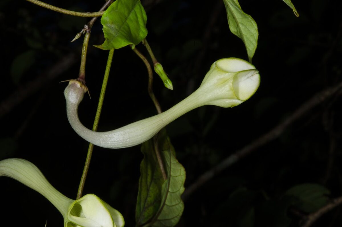 Ceropegia fusiformis