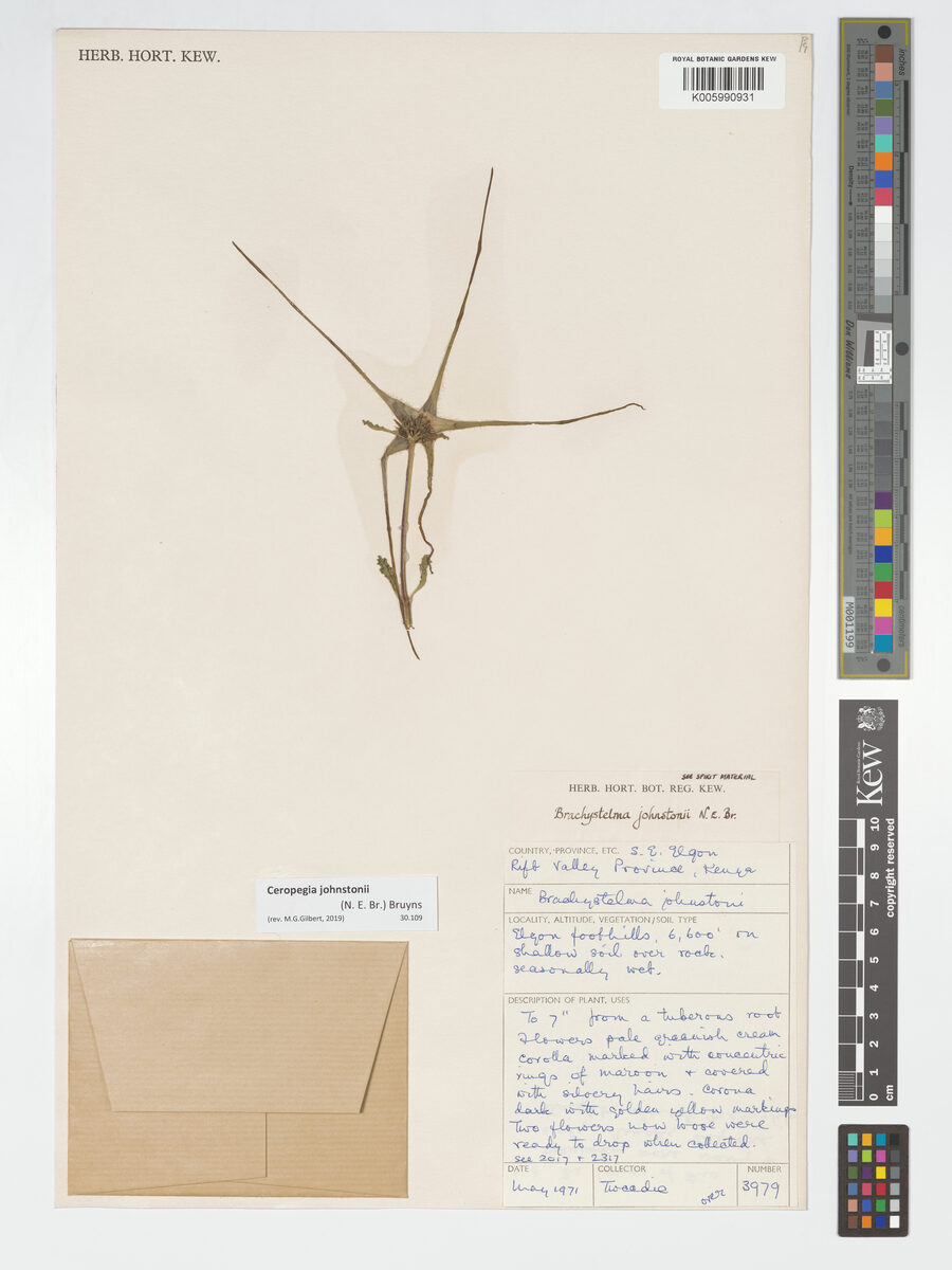 Ceropegia johnstonii