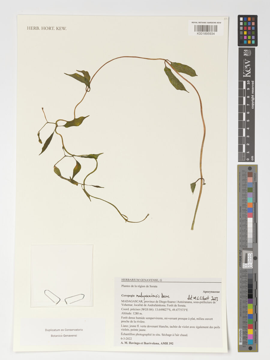 Ceropegia madagascariensis — photo