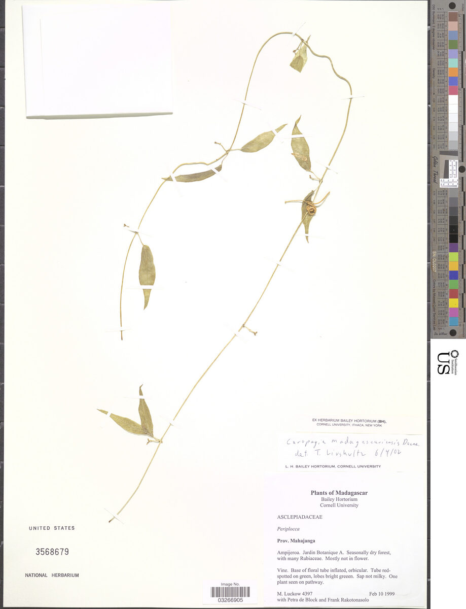Ceropegia madagascariensis — photo