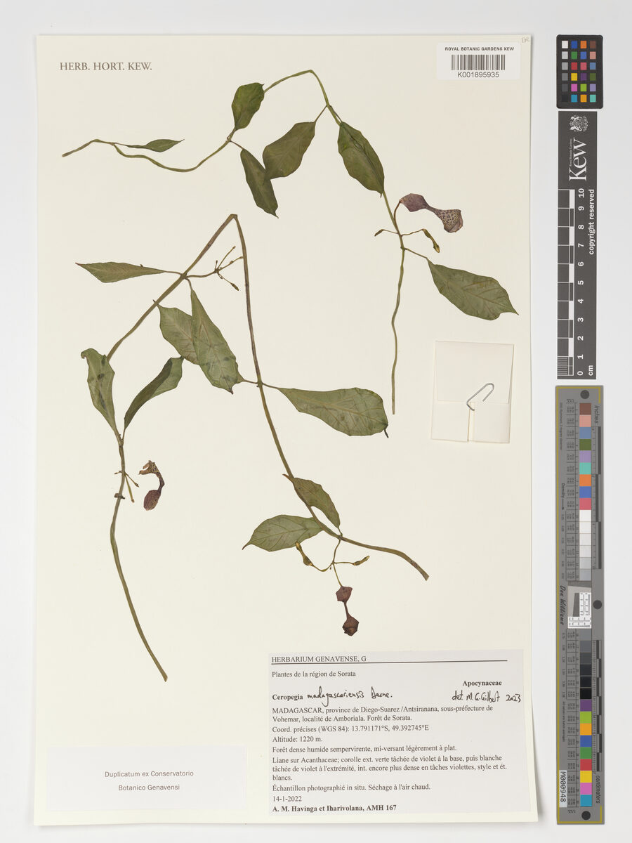 Ceropegia madagascariensis
