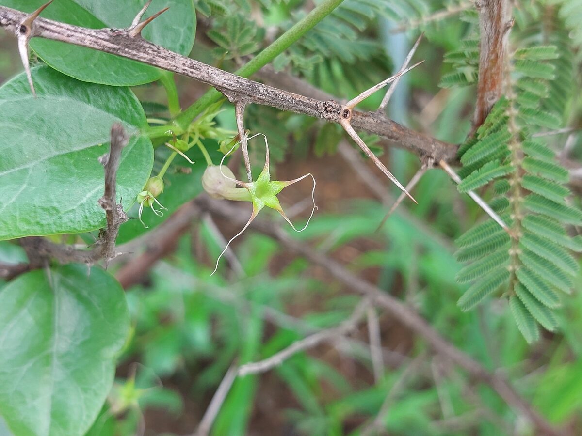 Ceropegia multiflora subsp. tentaculata — photo
