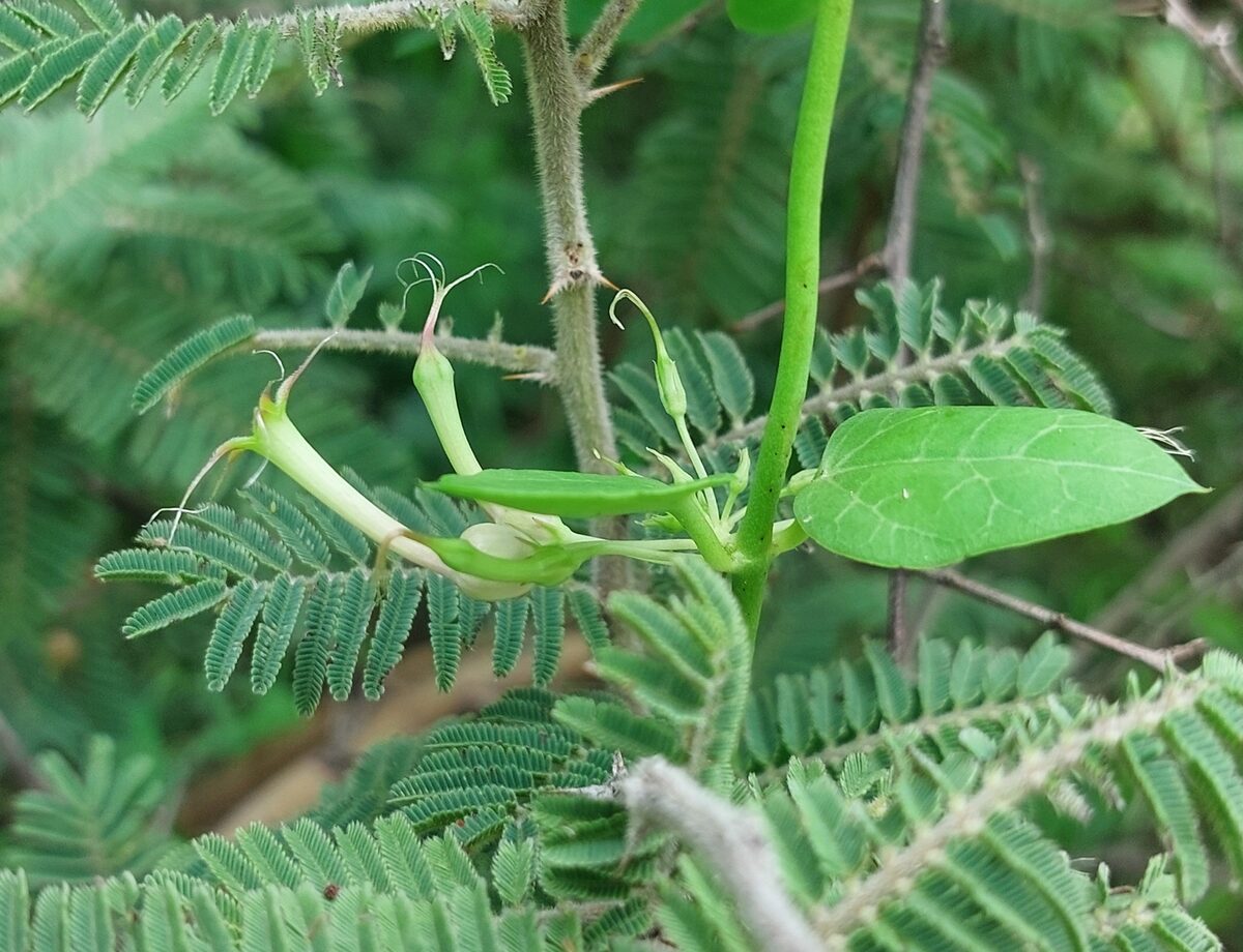 Ceropegia multiflora subsp. tentaculata — photo