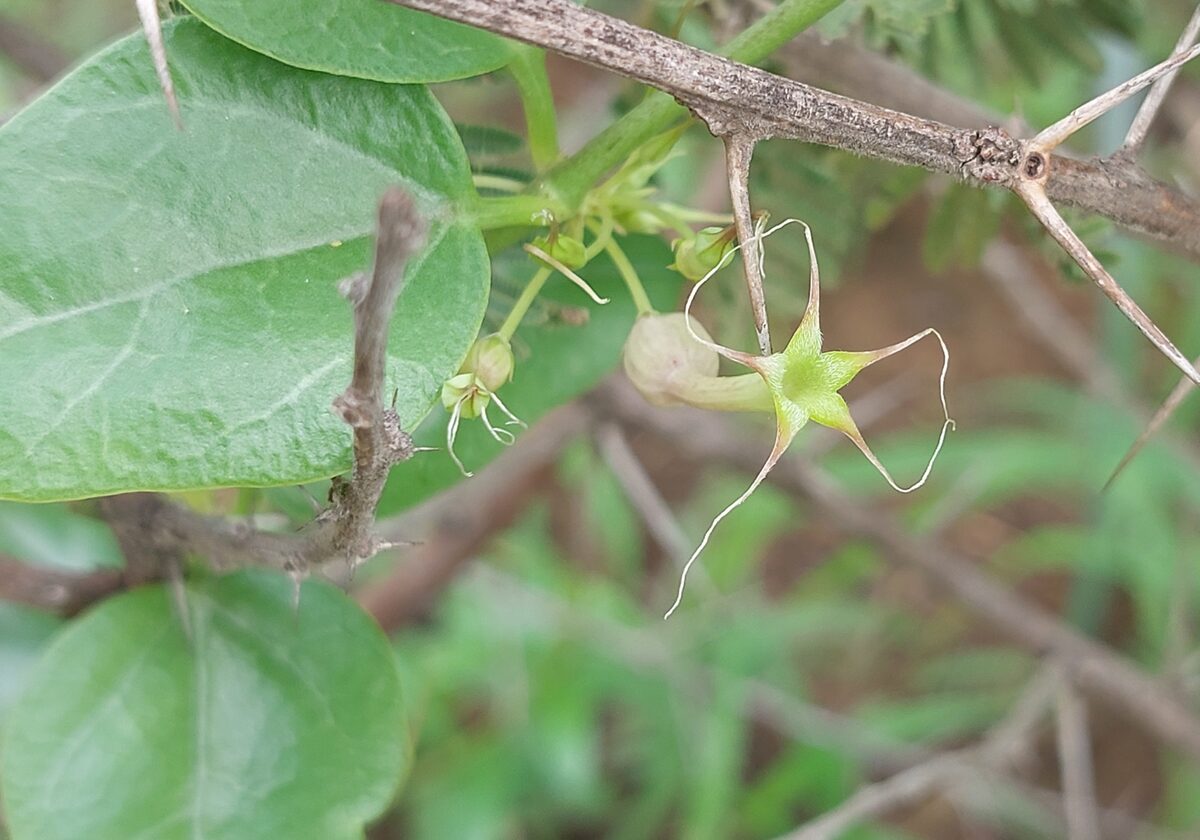 Ceropegia multiflora subsp. tentaculata