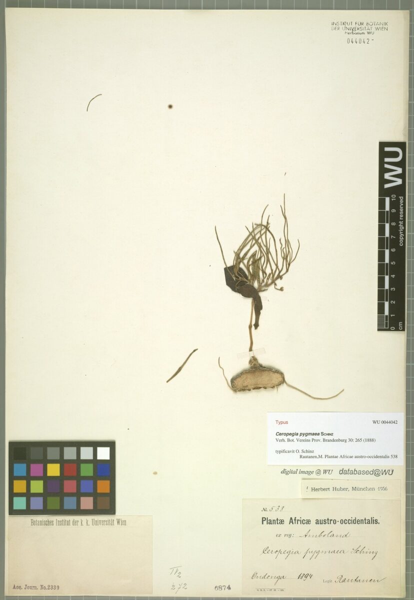 Ceropegia pygmaea