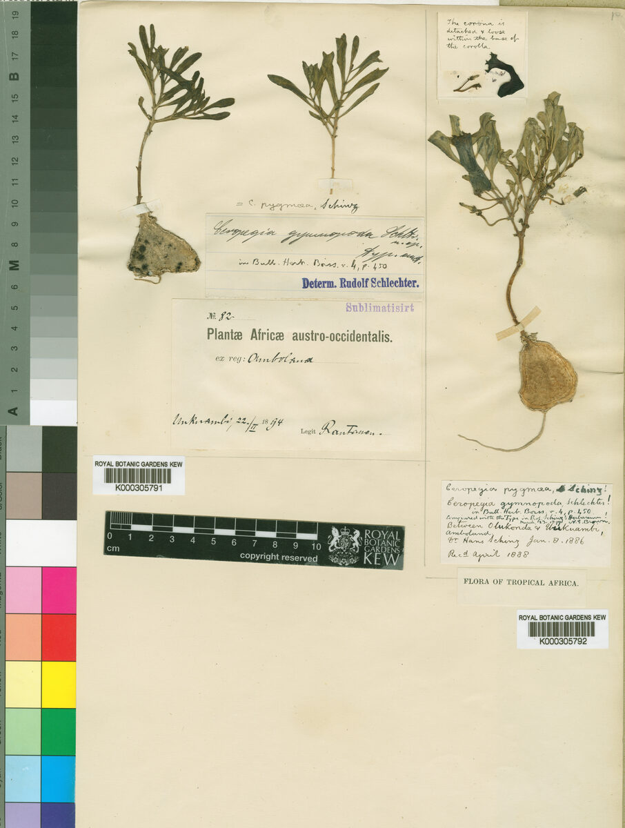 Ceropegia pygmaea — photo